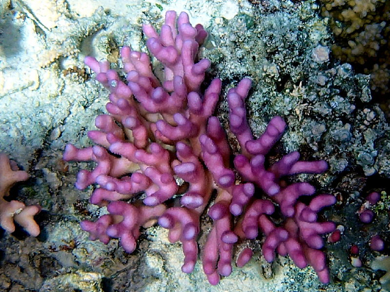  Stylophora pistillata (Cluster Coral, Smooth Cauliflower Coral, Cat’s Paw)